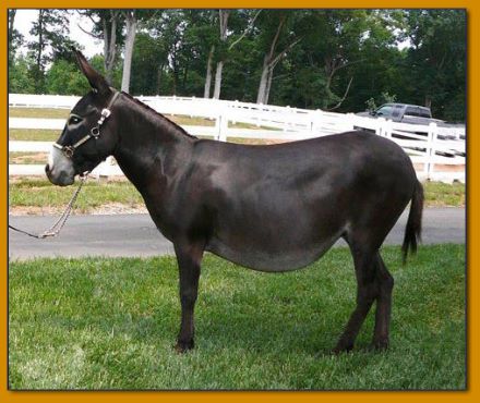Rodeo Center Ranch presents - Big Woods Black Widow